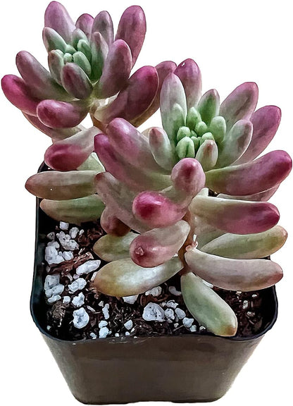 Sprout N Green Sedum Rubrotinctum 'Roseum', Mini Live Succulent Fully Rooted in 2 inch Starter Pot, House Plant for Indoor Outdoor Home Office Wedding Decoration Party Favor