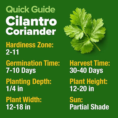 HOME GROWN 𝗨𝗦𝗔 𝗣𝗥𝗘𝗠𝗜𝗨𝗠 500+ Cilantro Seeds for Planting Indoors or Outdoors - Heirloom 𝗡𝗢𝗡-𝗚𝗠𝗢 Coriander Seeds, Grow Your Own Cilantro Plant - Culinary Herb Seeds for Your Herb Garden