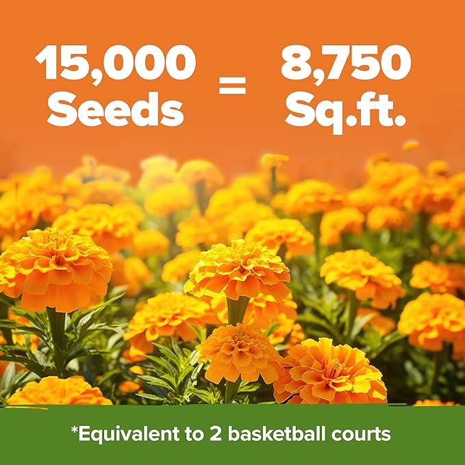 HOME GROWN Crackerjack Marigold Seeds 2.05oz - 15,000 Flower Seeds Planting Outdoor, Large Bulk Pack, 𝗡𝗢𝗡-𝗚𝗠𝗢 𝗨𝗦𝗔 Sourced, High Germination, Companion Planting, Orange (Tagetes erecta)