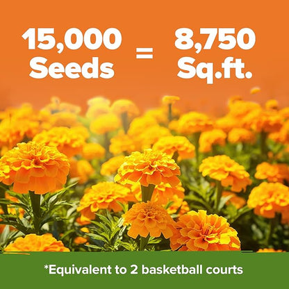 HOME GROWN Crackerjack Marigold Seeds 2.05oz - 15,000 Flower Seeds Planting Outdoor, Large Bulk Pack, 𝗡𝗢𝗡-𝗚𝗠𝗢 𝗨𝗦𝗔 Sourced, High Germination, Companion Planting, Orange (Tagetes erecta)