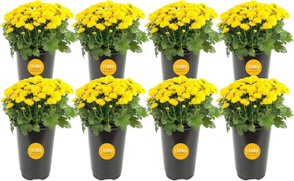 Costa Farms Live Flowering Plants, Yellow Mums (Pack of 8), Mini Chrysanthemum Houseplant, Ships in Bud Form, Potted in Grower Pot, 11-Inches Tall