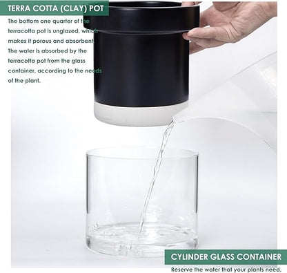 Phoenix Vine 6 Inch 4 Inch Self Watering Terracotta Planter, Black Terracotta Clay Pot with Glass Reservoir for Indoor Plants, Herbs, Flowers, 52-C-G-46