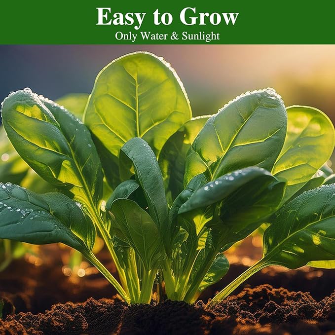 Bloomsdale Spinach Seeds, Approx 353 Seeds Heirloom Non-GMO, USA Supplier Seeds for Planting, Fast Growing for Gardens, Indoors or Outdoors