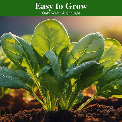 Bloomsdale Spinach Seeds, Approx 353 Seeds Heirloom Non-GMO, USA Supplier Seeds for Planting, Fast Growing for Gardens, Indoors or Outdoors
