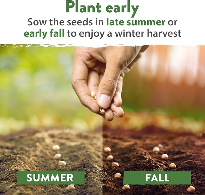 HOME GROWN 12 Winter Vegetable Seeds 𝗡𝗢𝗡-𝗚𝗠𝗢 Heirloom,Fall & Winter Vegetable Seeds for Planting Home Garden: Bean, Beet, Broccoli, Cabbage, Carrot, Cauliflower, Kale,Parsnip,Squash,Chard & More