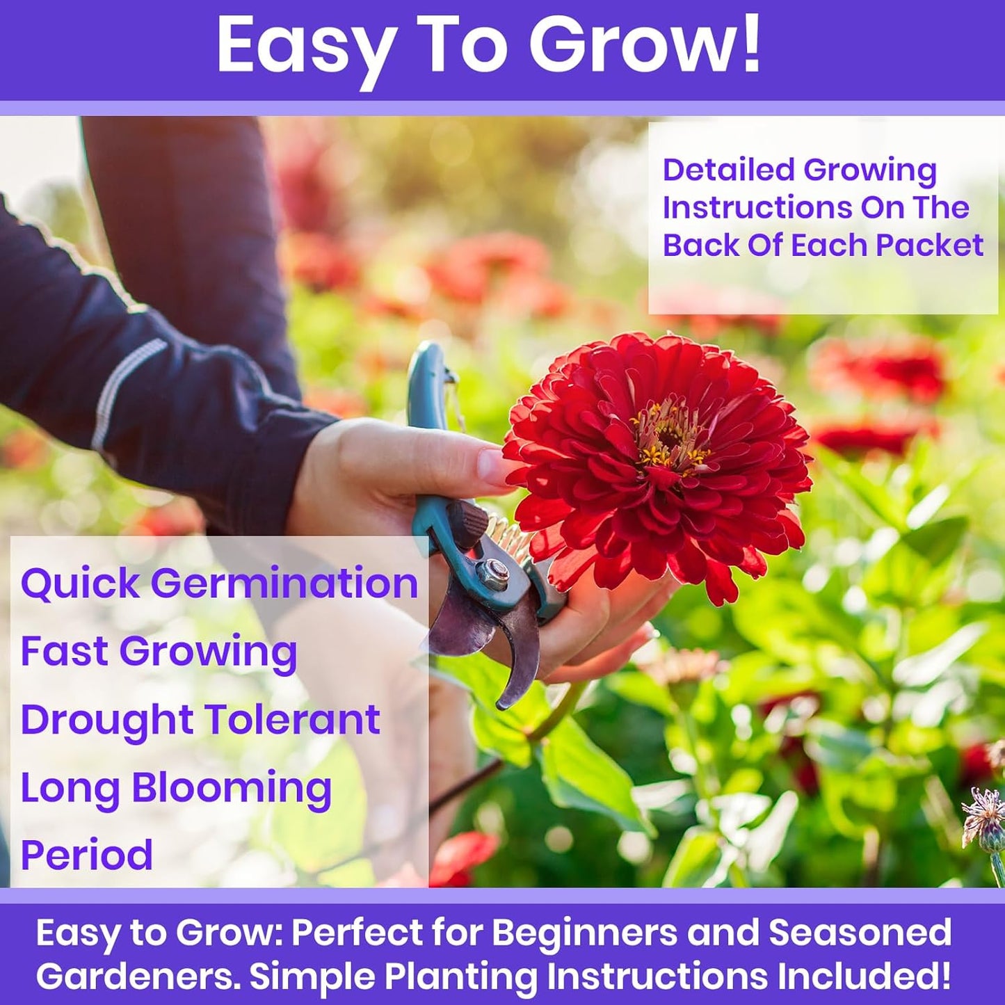 NatureZ Edge Zinnia Seeds for 2025 Planting Outdoors, Over 650 Flower Seeds, 5g, Non GMO Made in USA, Bulk Semillas De Flores para Sembrar, Variety Mix, Easy to Grow Zinnia Seed Mix