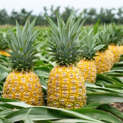 3 Elite Gold Pineapple Plants Live, 5-9 Inch Tall, Tropical Pineapple Fruit Tree Seedlings for Planting