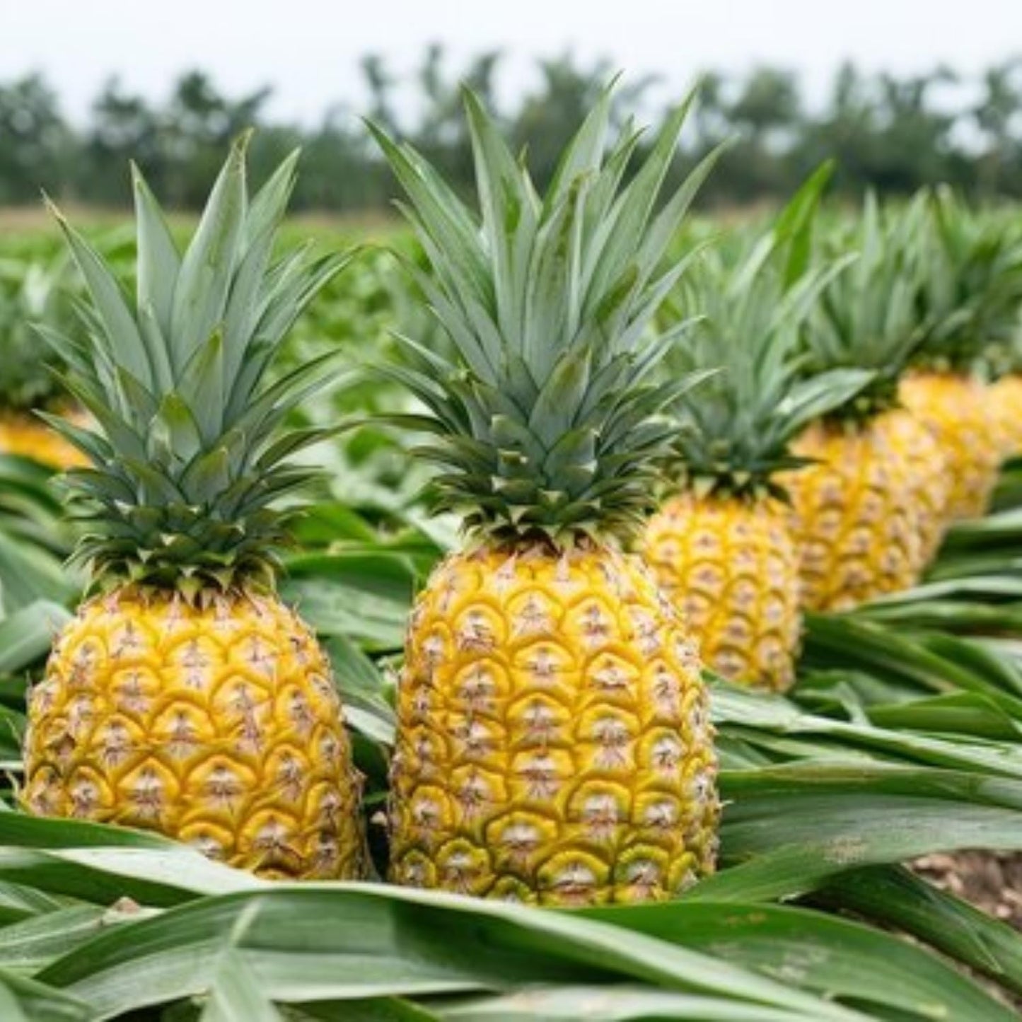 2 Elite Gold Pineapple Plants Live, 5-9 Inc Tall, Pineapple Fruit Trees Live Plants, Pineapple Seedlings