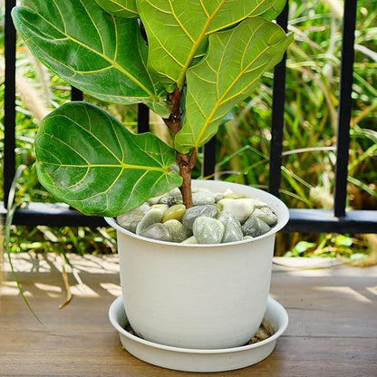 2lbs Jade Pebbles for Plants, 1-2 Inch High Polished Natural River Rocks for Landscaping, Decorative Stones Vase Filler Fish Tank Aquariums Garden Outdoor and Indoor DIY