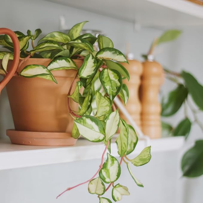 Terracotta Pots 8 Inch(2 Pack), Large Clay Pots for Plants with Drainage Hole and Saucer, Terracotta Planter Pot for Indoor Outdoor Plant