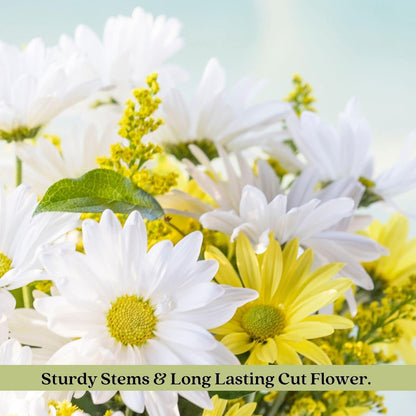 Clovers Garden Coreopsis Moonbeam (Tickseed) Plants – Two (2) Live Plants – Non-GMO - Not Seeds - Each 4" to 8" Tall – in 4" Inch Pots – Hardy Flowering Perennial, Pollinator Favorite