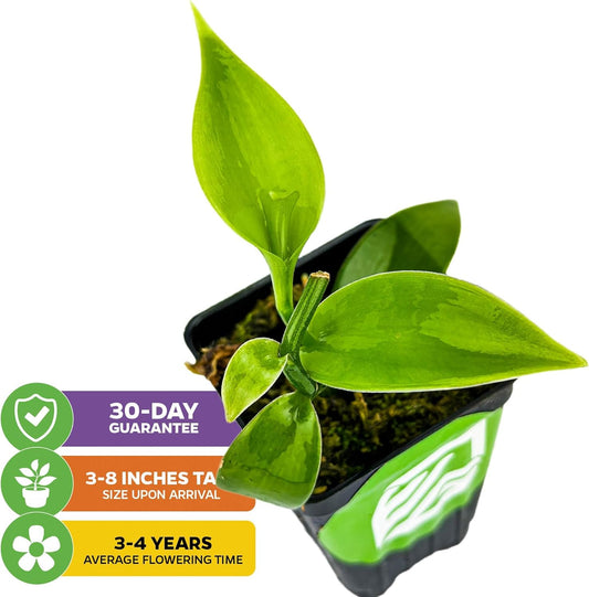 Vanilla Bean Orchid Live Plant (3-Pack) - Vanilla planifolia by Wellspring Gardens - Fragrant Vanilla Beans, Versatile Vine, Tropical Elegance, Aromatic Treasure - Vanilla Bean Starter Plant