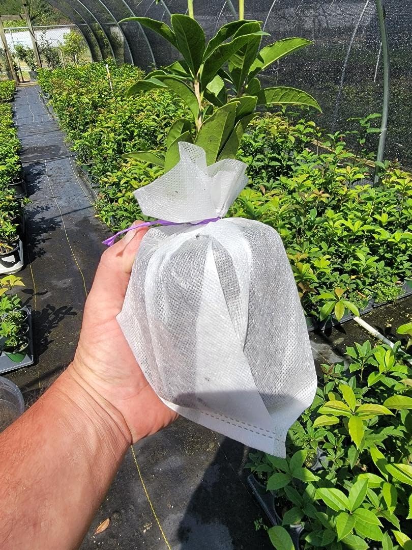 Yellow Flowering Fragrant Tea Olive - Live Plant - (1 QT)