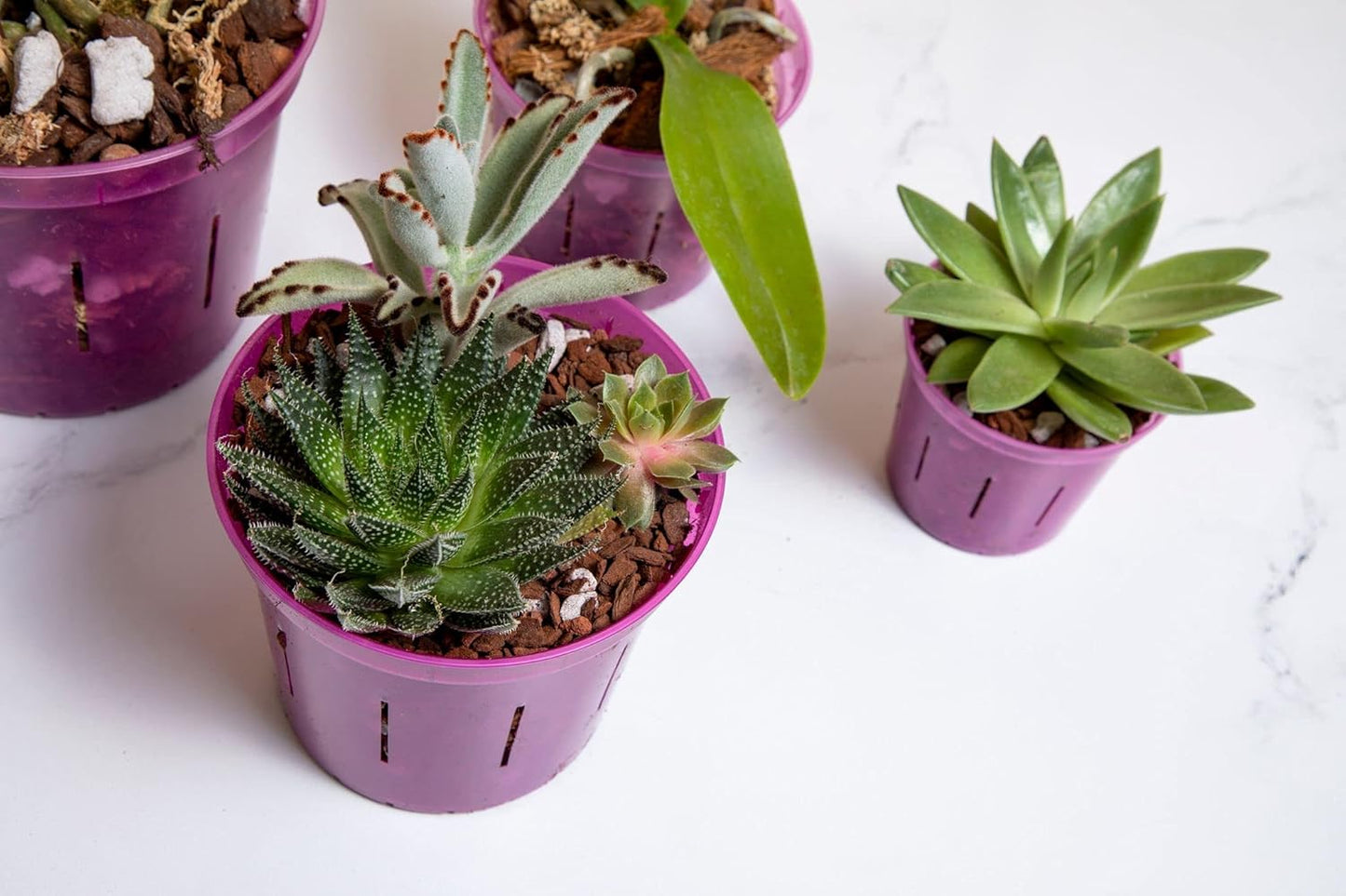 rePotme Cactus & Succulent Food - Feed ME! Fertilizer (8 Oz), Makes 96 Gallons of Fertilizer