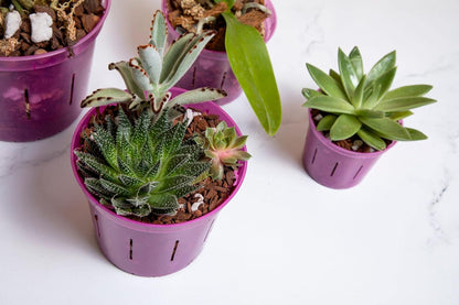 rePotme Cactus & Succulent Food - Feed ME! Fertilizer (8 Oz), Makes 96 Gallons of Fertilizer