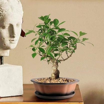 MUZHI 7.5” Unglazed Flower Shape Clay Bonsai Pot with Ceramic Saucer, Color Gradational Shallow Terracotta Planter for Tree Cactus Succulent Arrangement