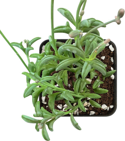 Sprout N Green Live Mini Succulent Plant, 2in String of Dolphins, 1 Pack Rare Succulent Fully Rooted in Pot, Real House Plant for Home Office Wedding Decoration DIY Projects Party Favor