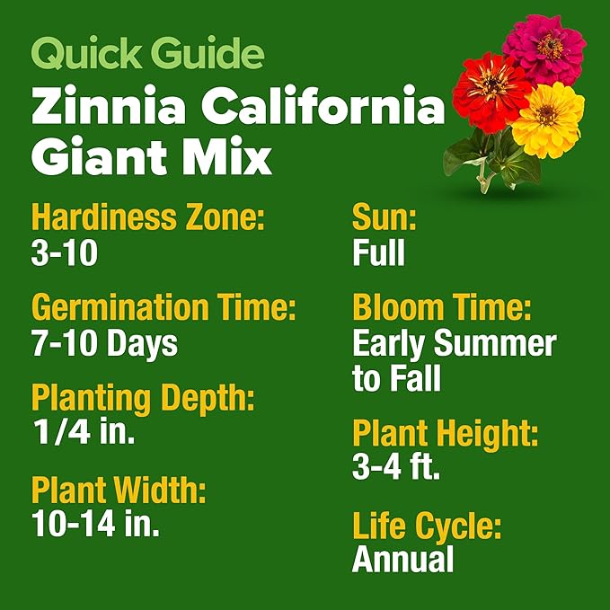 HOME GROWN Zinnia Seeds for 2026 - California Giant Mix - 14,600+ (4 oz) 𝗡𝗢𝗡-𝗚𝗠𝗢 𝗨𝗦𝗔 Plant Wildflower Blooms – Bulk Seeds for Planting Flowers Outside - Pollinator Gardens (Zinnia elegans)