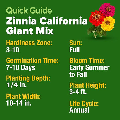 HOME GROWN Zinnia Seeds for 2026 - California Giant Mix - 14,600+ (4 oz) 𝗡𝗢𝗡-𝗚𝗠𝗢 𝗨𝗦𝗔 Plant Wildflower Blooms – Bulk Seeds for Planting Flowers Outside - Pollinator Gardens (Zinnia elegans)