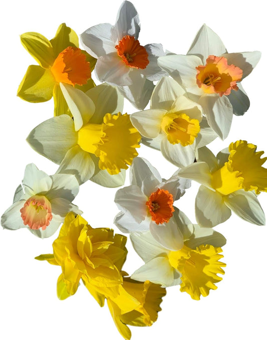 Mixed Large Cup Daffodils- 50 Perennial Daffodil Bulbs - Assorted Colors Narcissus