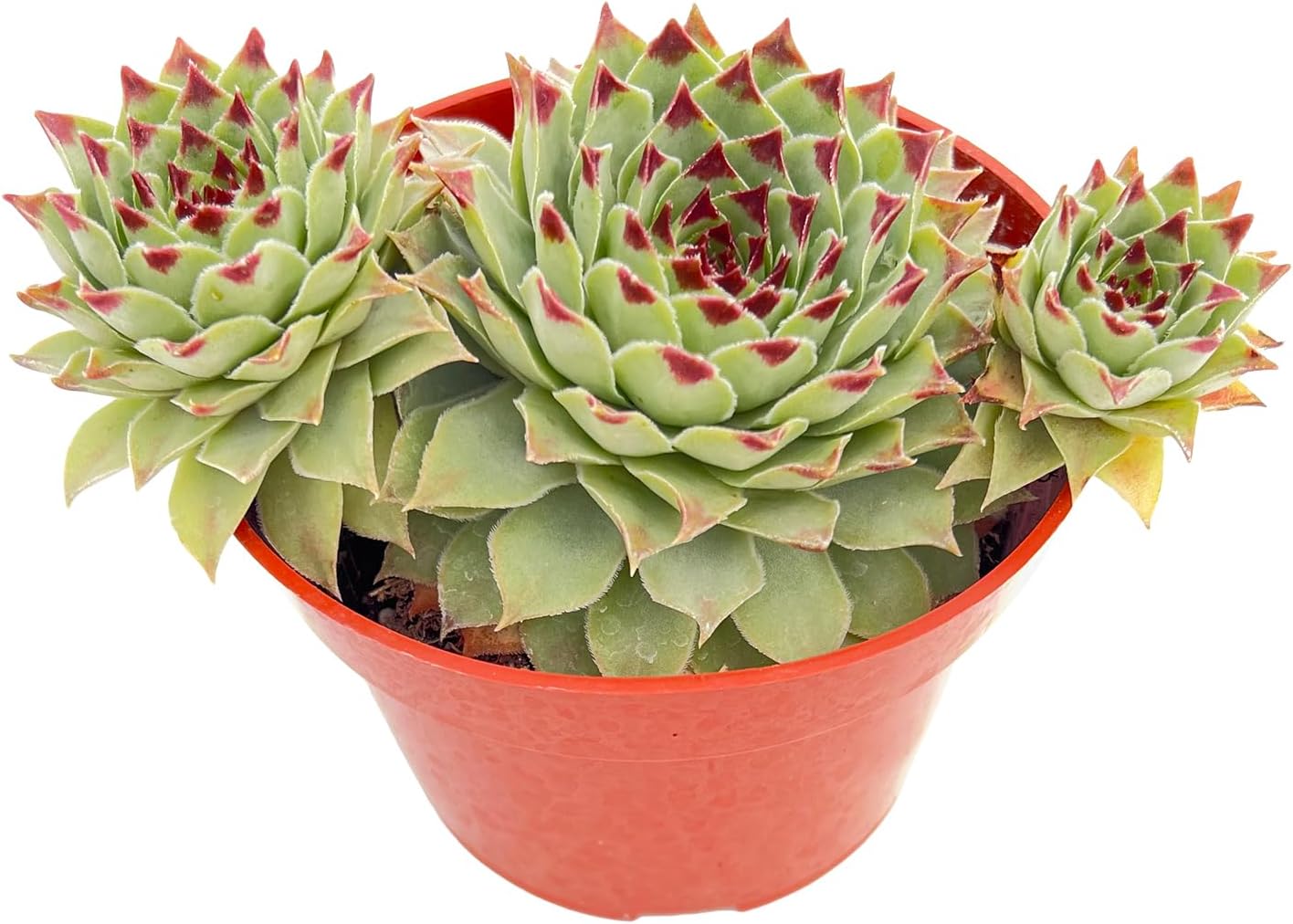 Sprout N Green Sempervivium calcareum, 1 Live Succulent Plant Fully Rooted in 4" Pot, House Plant for Indoor Outdoor Home Office Wedding Decoration DIY Project Party Favor