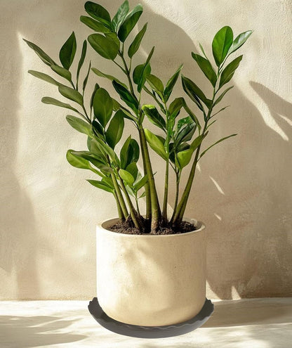 6 Pack Plant Saucer 10 inch, Heavy Duty Plastic Plant Saucers, Durable Plant Tray for Pots, Flower Saucers for Indoors, Plant Pot Saucers, Trays for Planter (Brown)