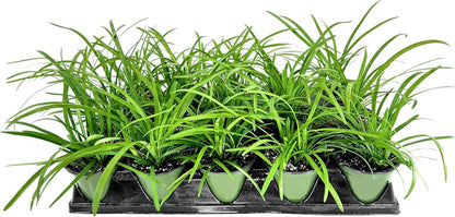 Big Blue Liriope Muscari - 5 Live 4 Inch Pots - Drought Tolerant Low Maintenance Evergreen Plants Grass Lilyturf