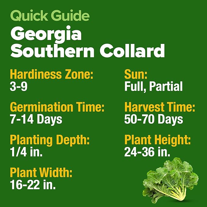 HOME GROWN 𝗨𝗦𝗔 𝗣𝗥𝗘𝗠𝗜𝗨𝗠 Collard Greens Georgia Southern - 300 High Germination 𝗡𝗢𝗡-𝗚𝗠𝗢 Heirloom Seeds for Planting in Your Vegetable Garden (Brassica oleracea)
