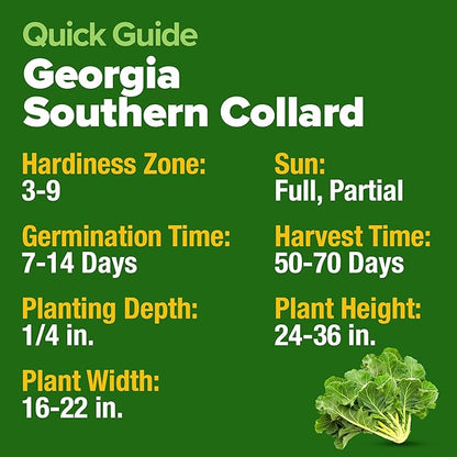 HOME GROWN 𝗨𝗦𝗔 𝗣𝗥𝗘𝗠𝗜𝗨𝗠 Collard Greens Georgia Southern - 300 High Germination 𝗡𝗢𝗡-𝗚𝗠𝗢 Heirloom Seeds for Planting in Your Vegetable Garden (Brassica oleracea)