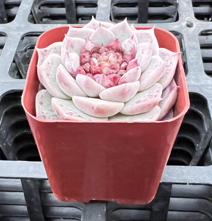 Sprout N Green Echeveria 'Red Velvet' Sugar Heart, Rare Live Succulent Plant Fully Rooted in 2" Planter with Soil, Home Office Indoor Outdoor Wedding Decoration DIY Projects Party Favor