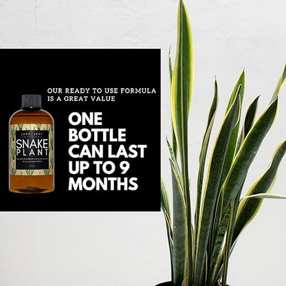 Lush Leaf | Plant Food (Snake Plant)