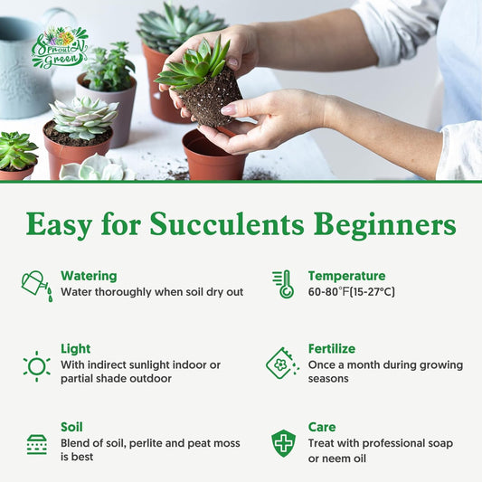 Sprout N Green Greenovia Dodrantalis | Aeonium dodrantale, 1 Live Succulent Plant Fully Rooted in 4" Pot, House Plant for Indoor Outdoor Home Office Wedding Decoration DIY Project Party Favor