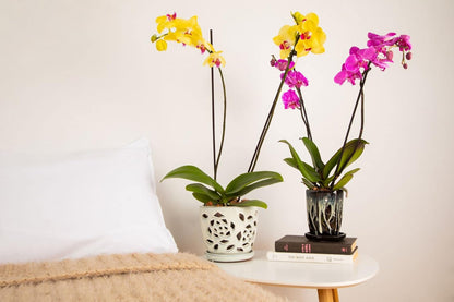 rePotme Orchid Fertilizer - Feed ME! MSU Orchid Food - RO/Rain/Tap Water - 16 oz Jar