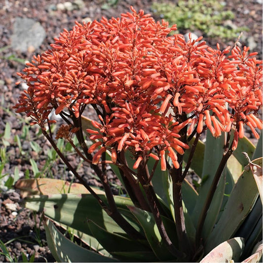 Coral Aloe Plants (Aloe striata) - Live Succulent with Striking Pink Edges and Smooth, Flat Leaves for Indoor/Outdoor Gardening (2 Coral Aloe sacs)