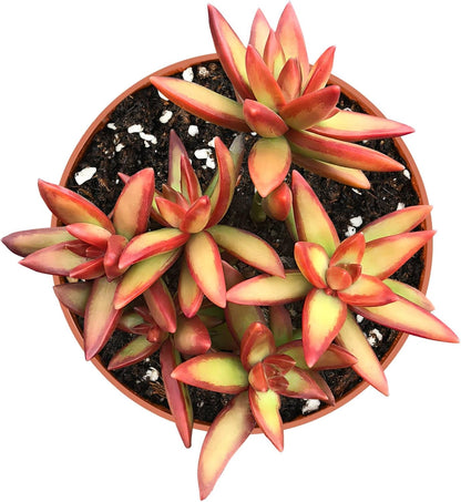Live Succulents Sedum Adolphi 'Firestorm' (4-inch), Succulent Plants Fully Rooted in Pots with Soil, Easy-Care House Plant for DIY, Home Office Decor, Wedding Party Favor