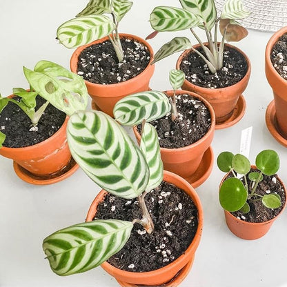 Terracotta Pots 6 Inch (4 Pack), Clay Pots for Plants with Drainage Hole and Saucer, Flower Pot with Tray, Large Terracotta Pot for Indoor Outdoor Plant