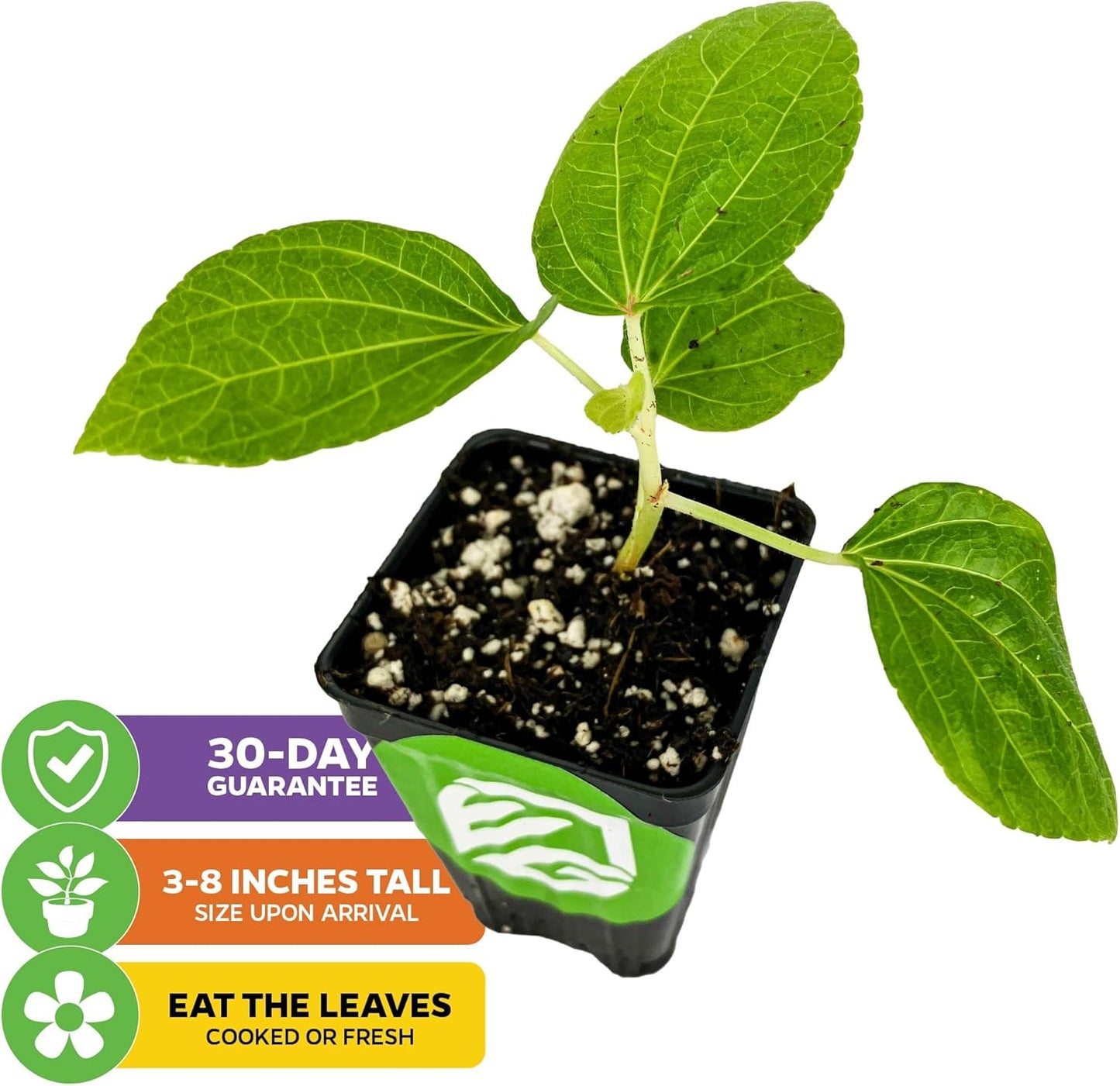 Kiko's Crump South Sea Salad Tree (BeLe Tree) Live Plant - Abelmoschus manihot - Wellspring Gardens Salad Tree Starter Plant - Live Vegetable Plant - Easy to Grow - Ideal for Outdoor & Indoor Planting