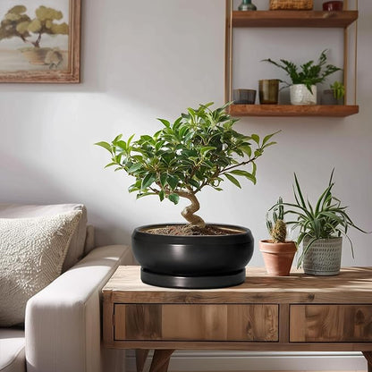 Succulent Planters 8 Inch - Ceramic Bonsai Pots for Indoor Outdoor, Round Succulent Pots with Drainage Hole and Saucer, Modern Shallow Planter Bowl, Garden Home Decor, Birthday Gifts, Black