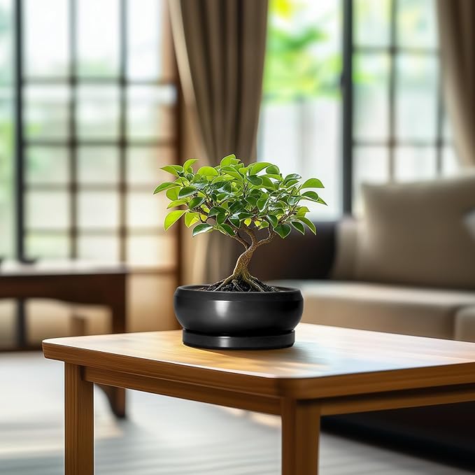 Bonsai Tree Pots Small - 6 Inch Ceramic Succulent Pots for Indoor Plants Outdoor, Round Planter with Drainage Hole and Saucer, Shallow Planter Bowl, Bathroom Decor, House Warming Gift, Black