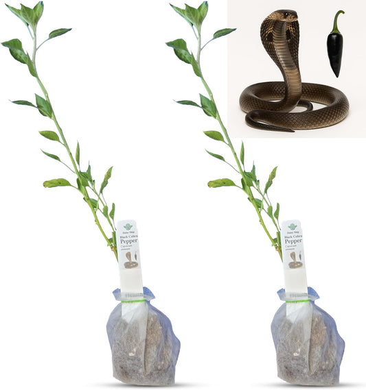 Premium Black Cobra Pepper (Capsicum Annuum) - Rare & Exotic Hot Chili Pepper, Perfect for Home Gardening and Gourmet Cooking (2 bkcbr pep Bags)