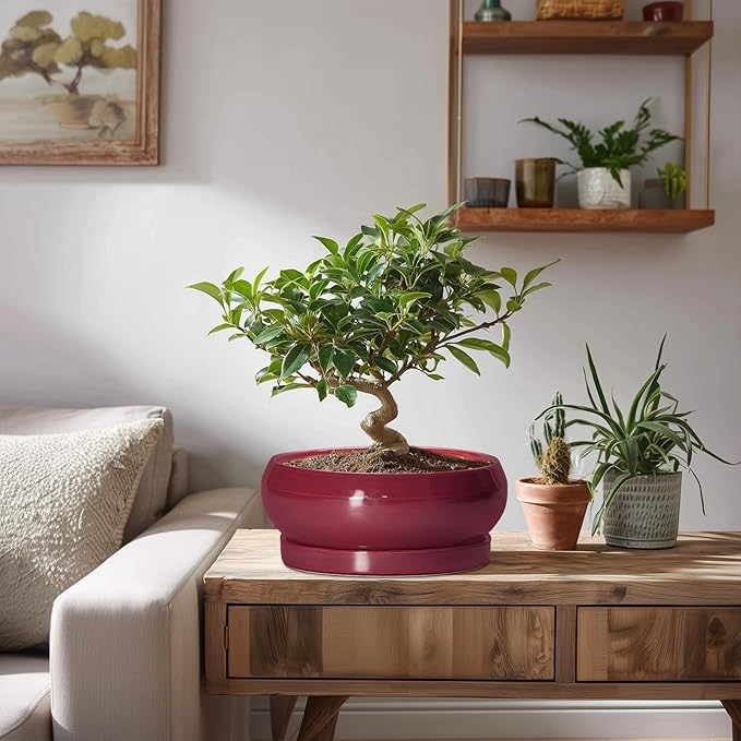 Succulent Pots - 8 Inch Bonsai Pots for Indoor Outdoor, Shallow Ceramic Planter with Drainage Hole and Saucer, Round Flower Succulent Planters, Apartment Decor, Gardening Gift, Red