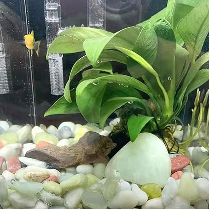 10LB Jade Pebbles for Landscaping, 0.7-1.2 Inch Natural Decorative Stones, Polished River Rocks for Succulent,Planters, Landscaping, Vase, Flowerpot, Indoor Plants and Outdoor Garden Decoration