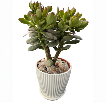 Dwarf Jade with White Stripe Jade, Live Crassula Ovata Crosby's Compact, Rare Cute Succulent Plant in 4" Planter, Home Office Décor