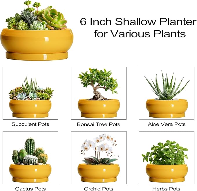 Succulent Pots with Drainage Hole - 6 Inch Ceramic Bonsai Pots for Indoor Outdoor, Shallow Plant Pot with Saucer, Bonsai Planter, Round Succulent Planter, Patio Decor, Gardening Gift, Yellow