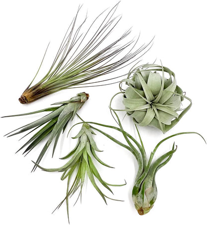 Air Plants - Odin Gift Box - 5ct - Live Arrival Guaranteed - House Plants for Home Decor & Gift