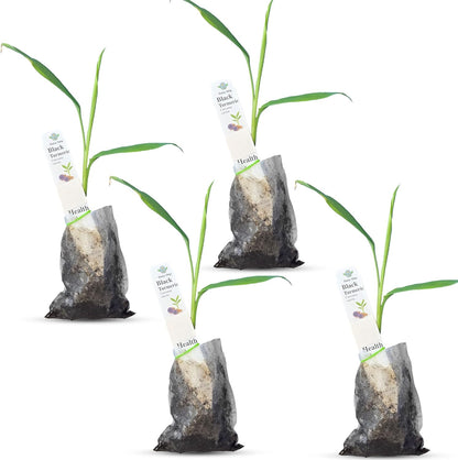 Premium Live Black Turmeric (Curcuma caesia) Plants - Rare Herbal Medicinal Plant, Perfect for Home Gardens (4 Black Turmeric Bags)
