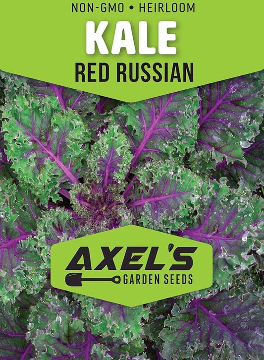 Red Russian Kale Seeds for Planting – Plant & Grow Heirloom Non GMO Red Russian Kale in Home Outdoor Vegetable Garden, Brassica Napus VAR. pabularia – 5 Packets