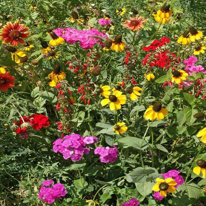Outsidepride Southeast Wildflower Seed Mix - 1/4 lb Highly Adaptable, Easy to Grow, Low-Maintenance Mix of Annual & Perennial Wildflower Seeds for Natural Landscapes in Southeastern States