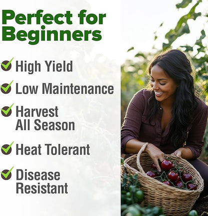 HOME GROWN 𝗨𝗦𝗔 𝗣𝗥𝗘𝗠𝗜𝗨𝗠 Cherokee Purple Tomato Seeds 1 Pack (Solanum lycopersicum) - 106 Seeds, 𝗡𝗢𝗡-𝗚𝗠𝗢 Tomato for Planting - Heirloom Vegetable Seeds with High Germination Rate