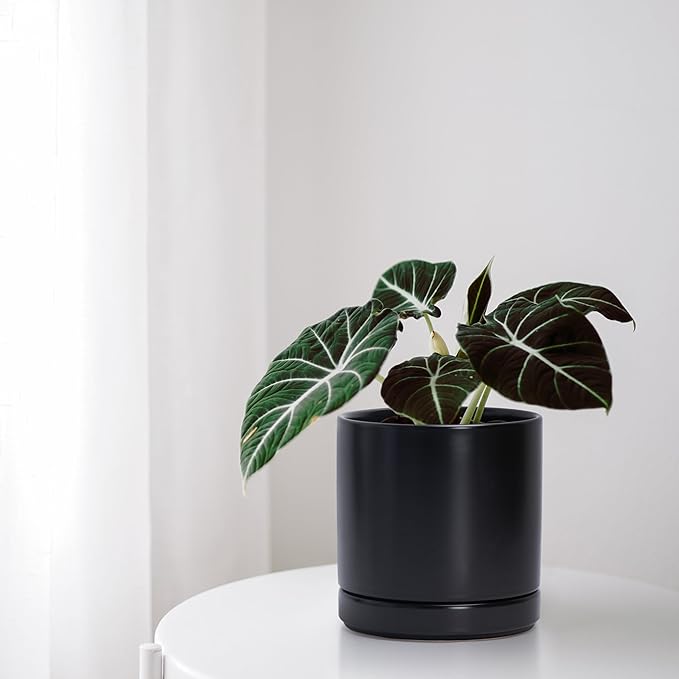 D'vine Dev 6.5 Inch Ceramic Planter Pot with Drainage Hole and Saucer, Indoor Cylinder Round Flower Pot, Black, 94-O-C-2